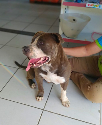 Pitbull filhote - Foto 4