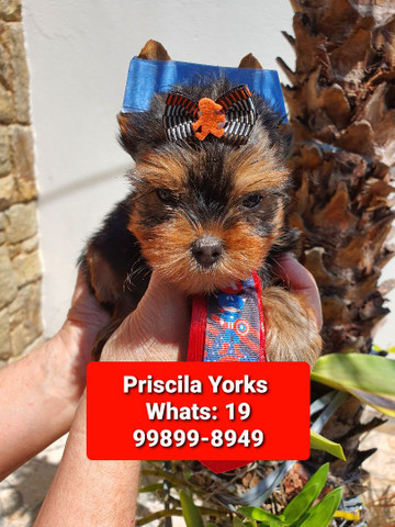 Yorkshire Terrier maravilhosos filhotes - Foto 2