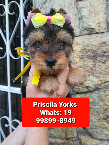 Yorkshire Terrier maravilhosos filhotes - Foto 5