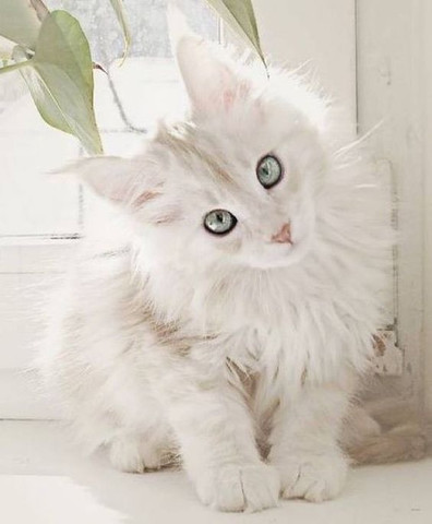 Maine Coon - Foto 2