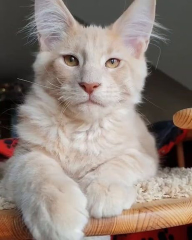 Maine Coon - Foto 4