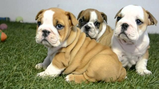 Para alegrar seu dia filhote de Bulldog Inglês disponível - Foto 3