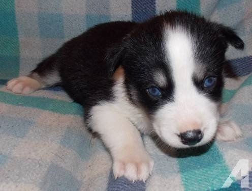 Filhotes de Husky siberiano Macho e fêmea/vermifugados e vacinados - Foto 3
