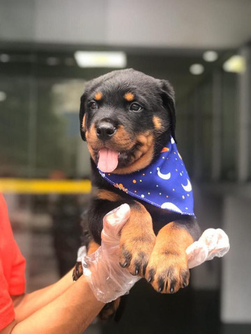 Para alegrar seu dia filhote de Rottweiler disponível - Foto 4
