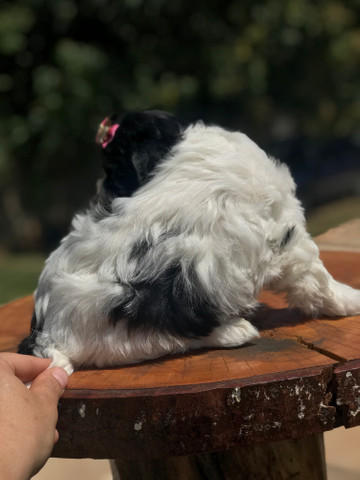 Linda Femêa de lhasa apso disponível pronta entrega - Foto 3