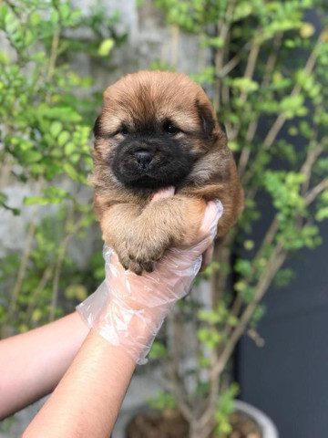 Para alegrar seu dia filhote de Chow-chow disponível - Foto 4