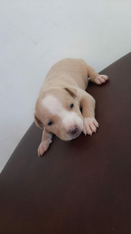 Pitbull filhote - Foto 3