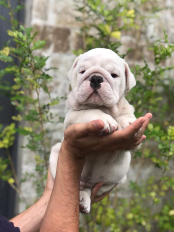 Para alegrar seu dia filhote de Bulldog Inglês disponível