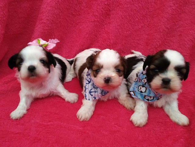 Shih Tzu Filhotes com Pedigree - Foto 2