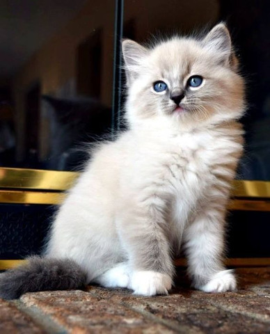Ragdoll - Foto 2