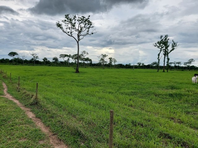 fazenda área 915 alqueires município de Abreulândia Tocantins