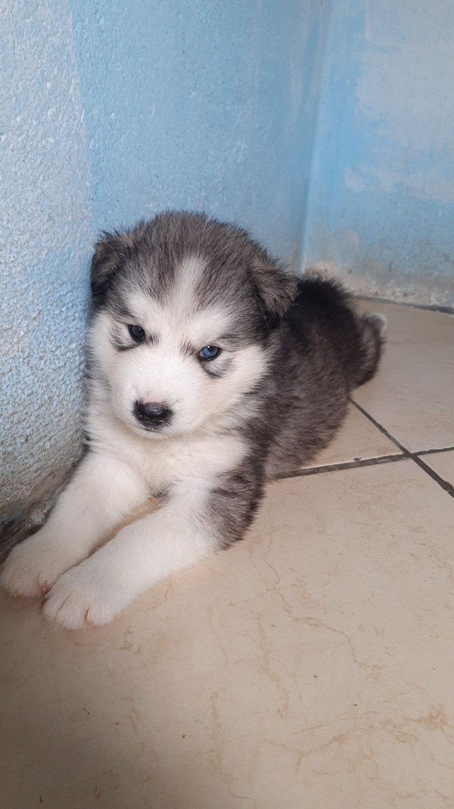 Filhote de husky siberiano branco | +920 anúncios na OLX Brasil