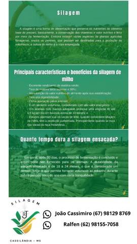 Silagem de milho  - Foto 6