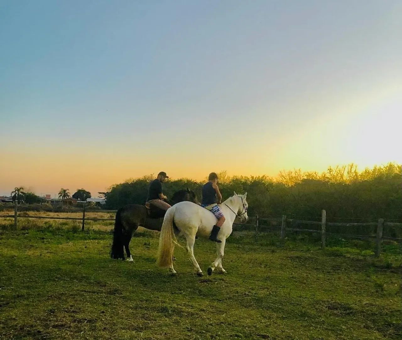 Egua tordilha pra venda 