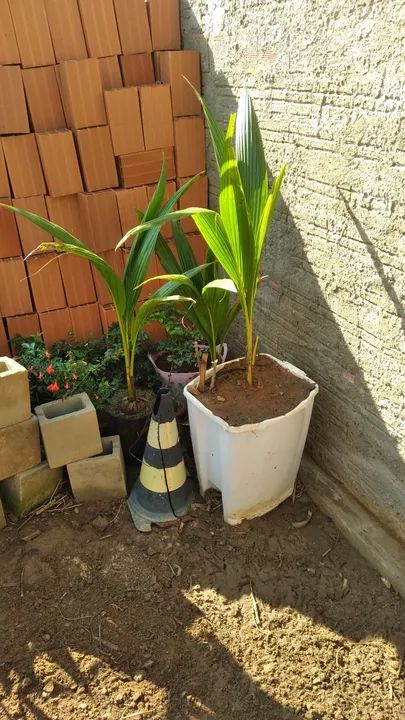 Cocô anao mudas lindas. 65..00 cada.topppp64293078619393120