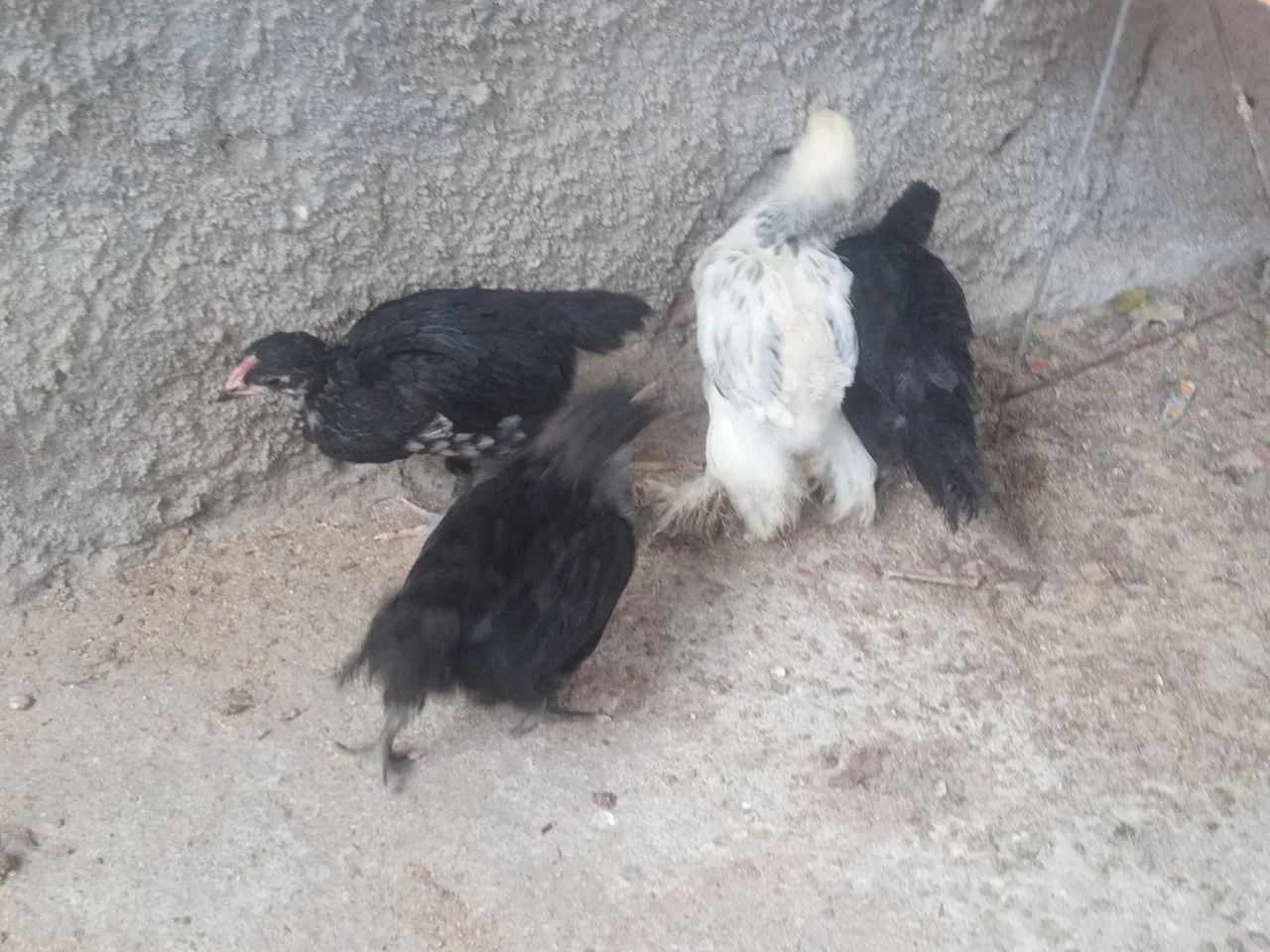 *GIGANTE-NEGRO* e *BRAHMA-LIGHIT* - Foto 2