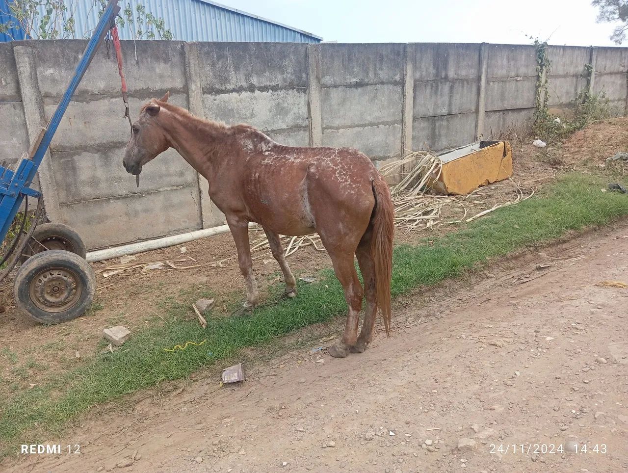 Vende-se Égua  - Foto 3