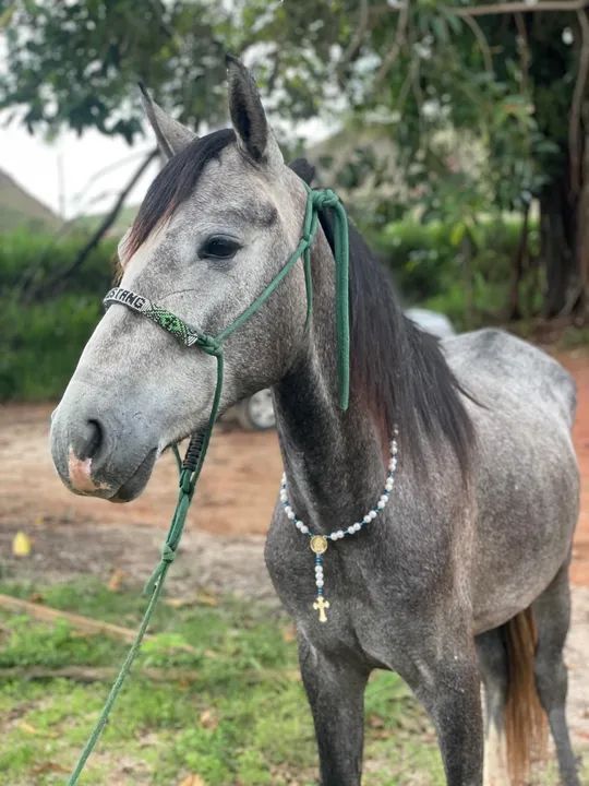 Vendo cavalo tordilho marcha picada 2 anos e 7 meses  - Foto 3