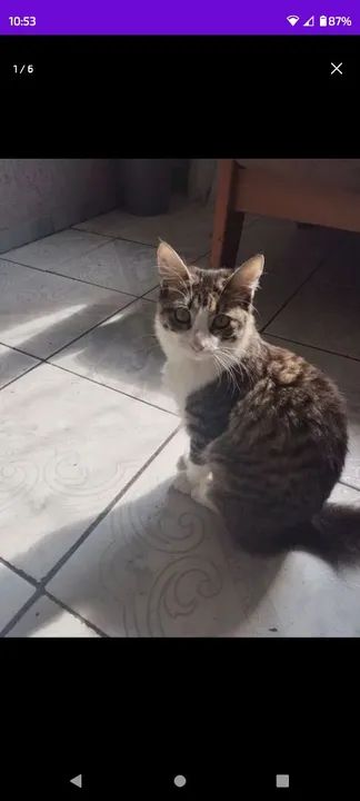 Gatinha rajada para adoção 