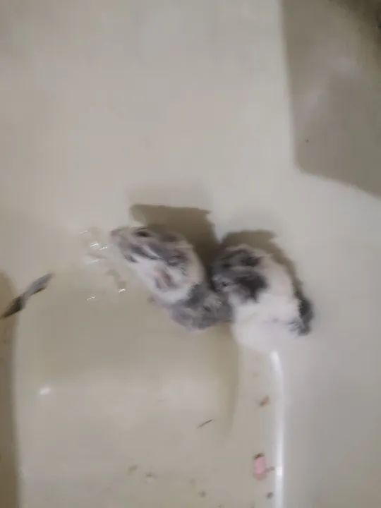 Vendo porquinho da índia 