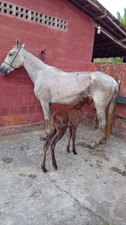 Vende-se Égua e potra mangalarga machador 