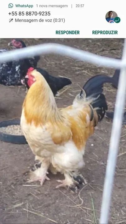 Pintos e ovos  de  Raças diferente  exótica  - Foto 2