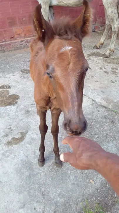 Vende-se Égua e potra mangalarga machador  - Foto 4