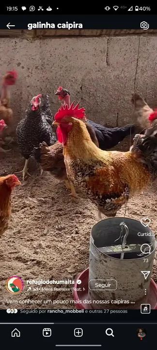 Galinha Caipira sertaneja de capoeira 