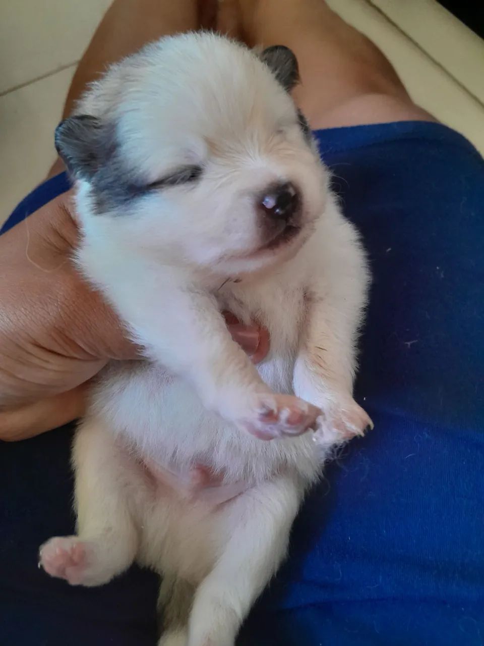 LULU DA POMERANIA ( SPTIZ ALEMAO ANÃO) - Foto 3