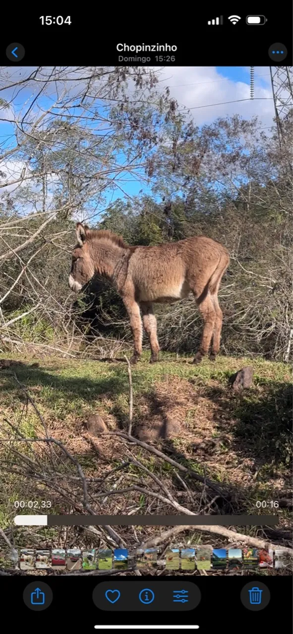 Burro para agropecuária