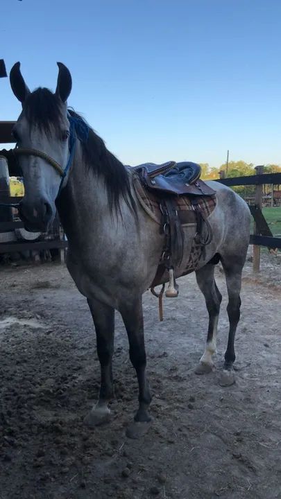 GARANHÃO MM LUXO(Papel top) - Foto 3