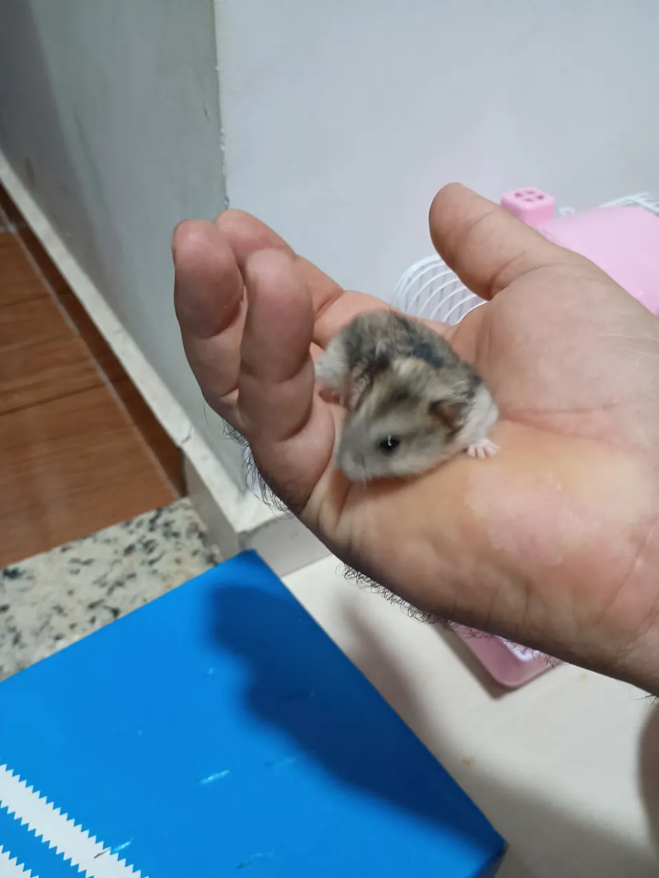 Hamster Anão Russo - Peludo e Adorável!