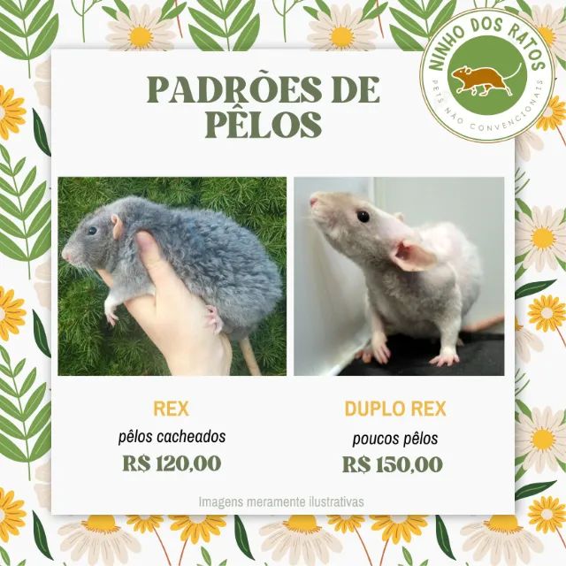 Ratos Twister - Siamês, Silvermane, Dumbo - Foto 4