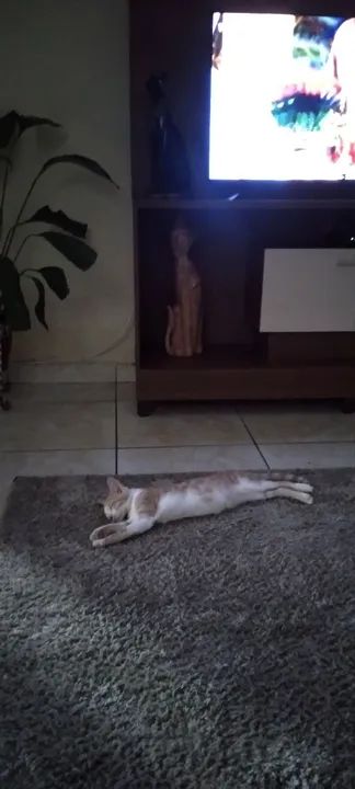Doa se gatinho - Foto 2