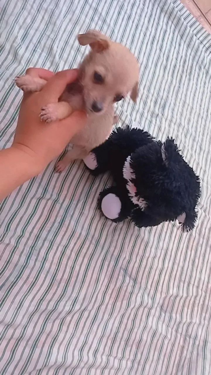 Pincher machinho miniatura  - Foto 5