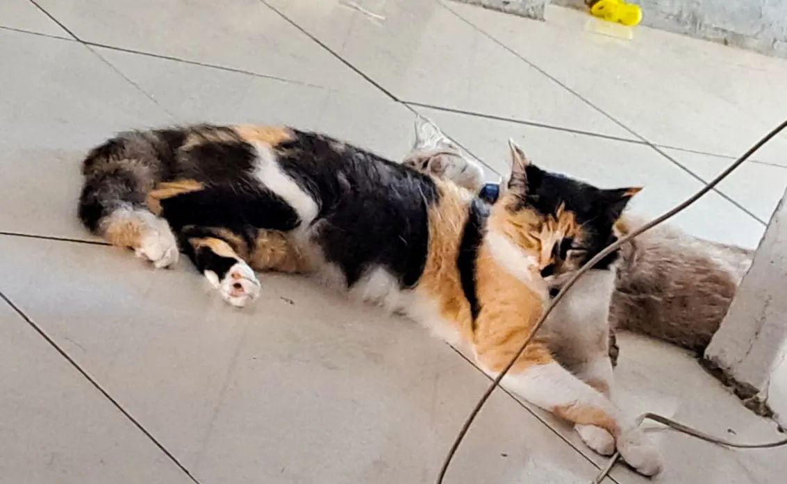 LARANJINHA MACHO - Foto 2