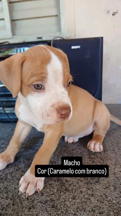 Vendo filhotes de Pitbull puro 