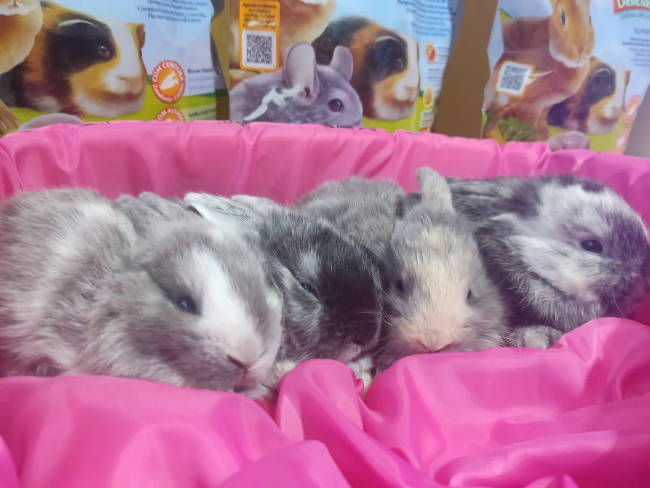 Mini lop