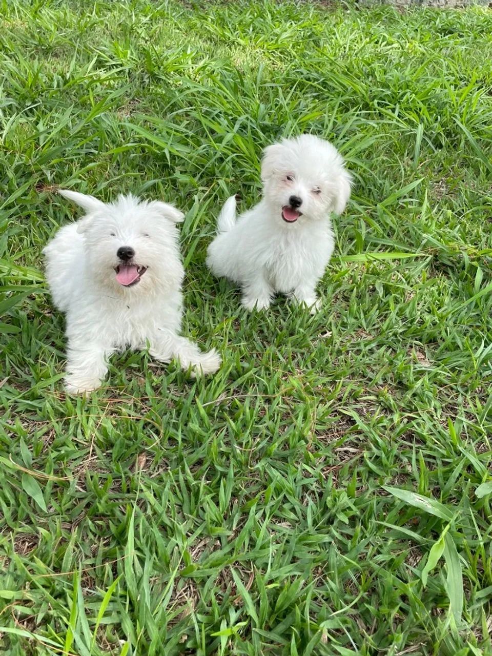 VENHA BUSCAR O SEU COTON DE TULEAR COM A GENTE.AQUI O SEU FILHOTE É CRIADO POR VETERINÁRIA - Foto 2