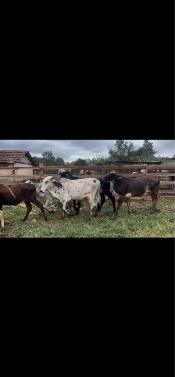 OPORTUNIDADE GARROTAS