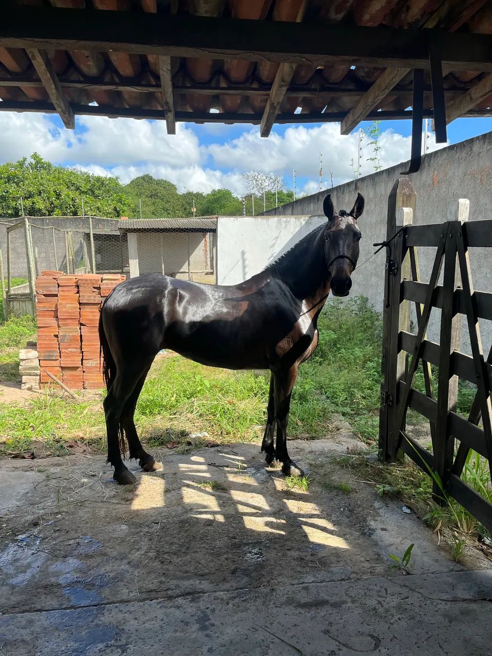 egua registrada  - Foto 3