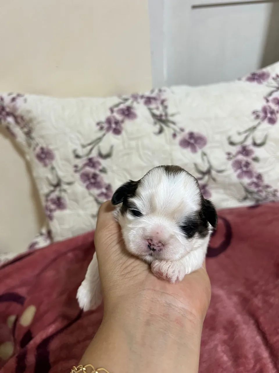 Filhote Shih Tzu - Foto 5