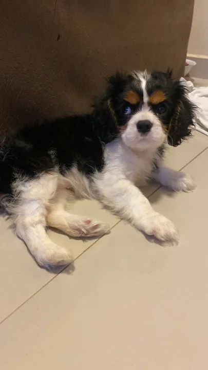 Cavalier variadas cores a pronta entrega  - Foto 3