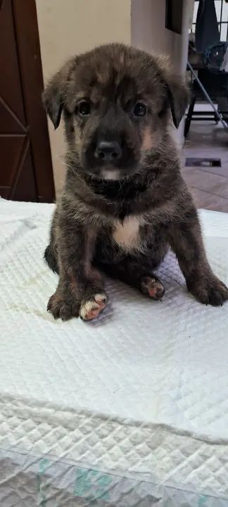 Cachorro filhote  - Foto 2