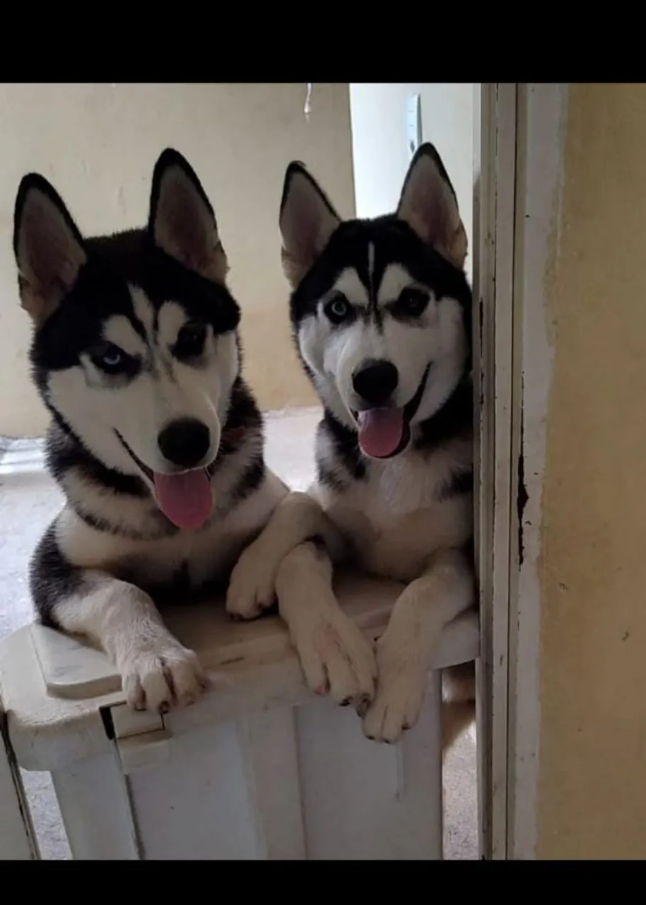 Husky Siberianos - Filhotes Lindos e Inteligentes