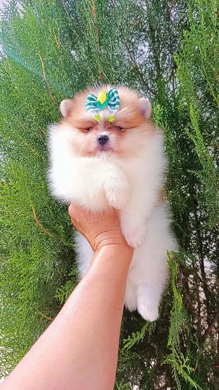 Filhote de Spitz Alemão Miniatura