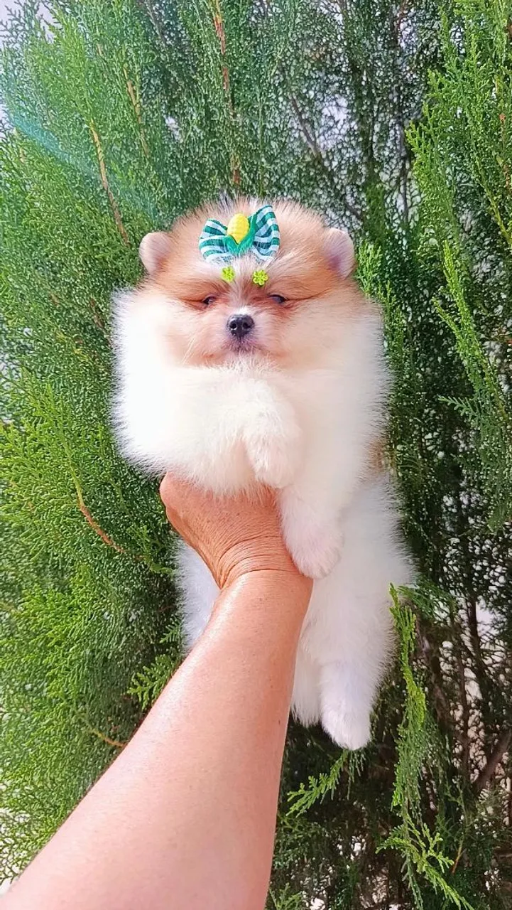 Filhote de Spitz Alemão Miniatura