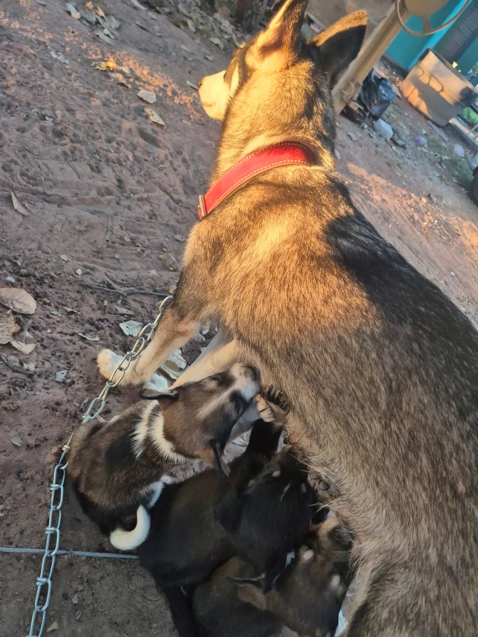 Filhotes de Husky Siberiano