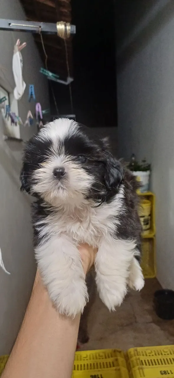 Filhote Shih Tzu para venda