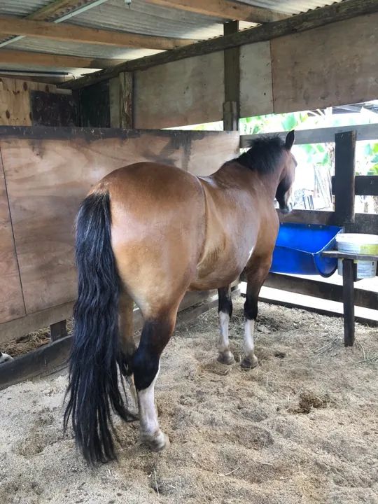 Cavalo crioulo  - Foto 4